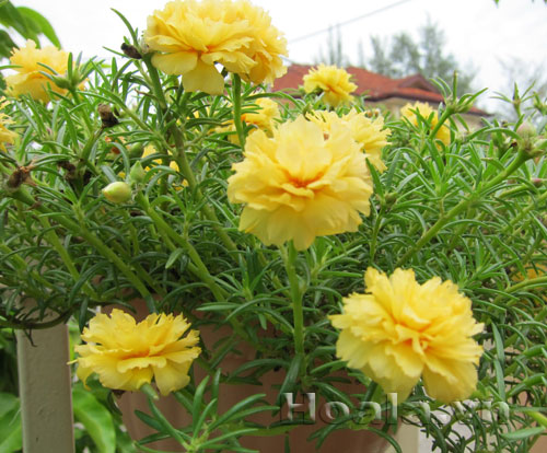 hoa_muoi_gio-10 Hoa mười giờ và truyền thuyết tình yêu thủy chung | hpala.vn