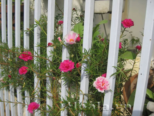 hoa_muoi_gio-11 Hoa mười giờ và truyền thuyết tình yêu thủy chung | hpala.vn