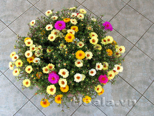 hoa_muoi_gio-15 Hoa mười giờ và truyền thuyết tình yêu thủy chung | hpala.vn