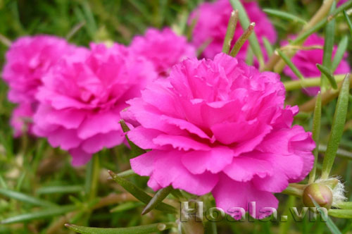 hoa_muoi_gio-2 Hoa mười giờ và truyền thuyết tình yêu thủy chung | hpala.vn