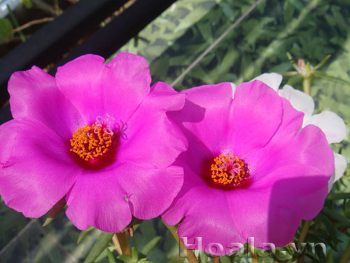 hoa_muoi_gio-3 Hoa mười giờ và truyền thuyết tình yêu thủy chung | hpala.vn