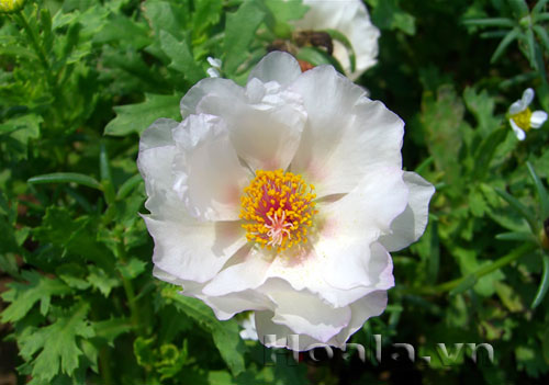 hoa_muoi_gio-5 Hoa mười giờ và truyền thuyết tình yêu thủy chung | hpala.vn