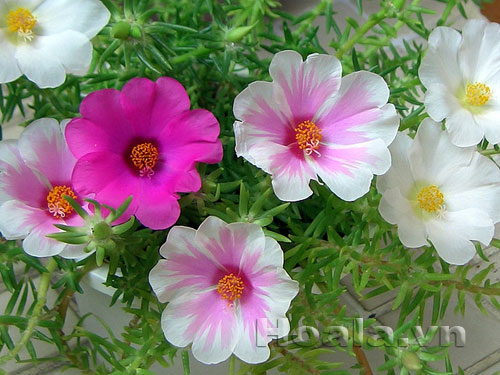 hoa_muoi_gio-6 Hoa mười giờ và truyền thuyết tình yêu thủy chung | hpala.vn