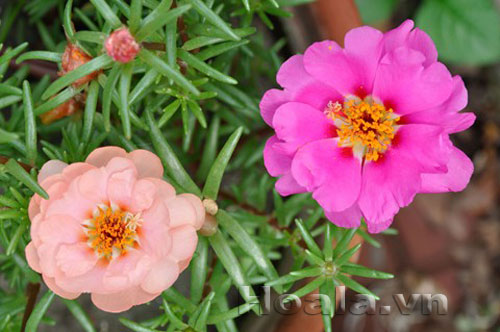 hoa_muoi_gio-7 Hoa mười giờ và truyền thuyết tình yêu thủy chung | hpala.vn