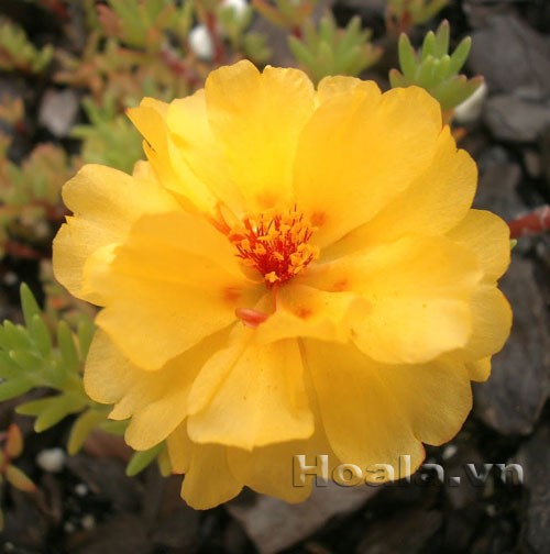 hoa_muoi_gio-8 Hoa mười giờ và truyền thuyết tình yêu thủy chung | hpala.vn