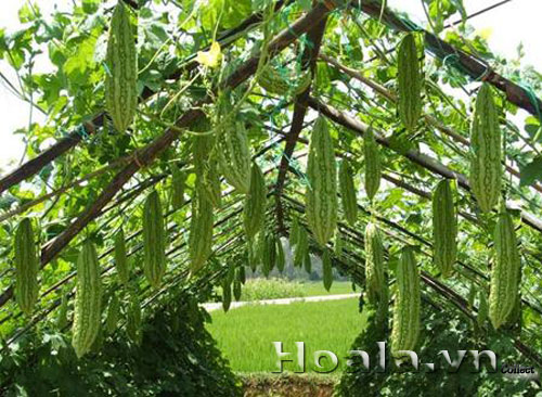 hoa_kho_qua_10 | hoala.vn