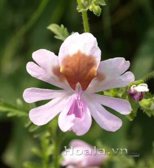 hoa_nga_diep_12|hoala.vn