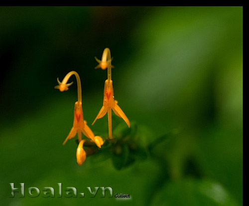 hoa_gung_mua_14 | hoala.vn