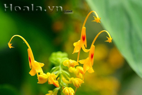 hoa_gung_mua_6 | hoala.vn