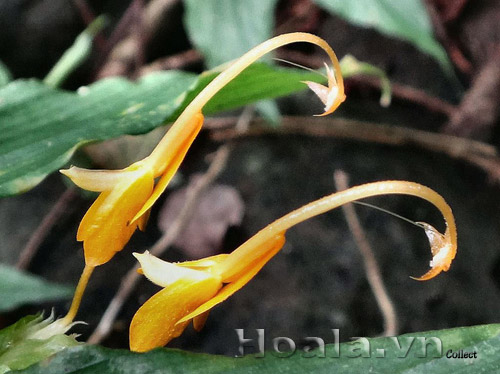 hoa_gung_mua_8 | hoala.vn