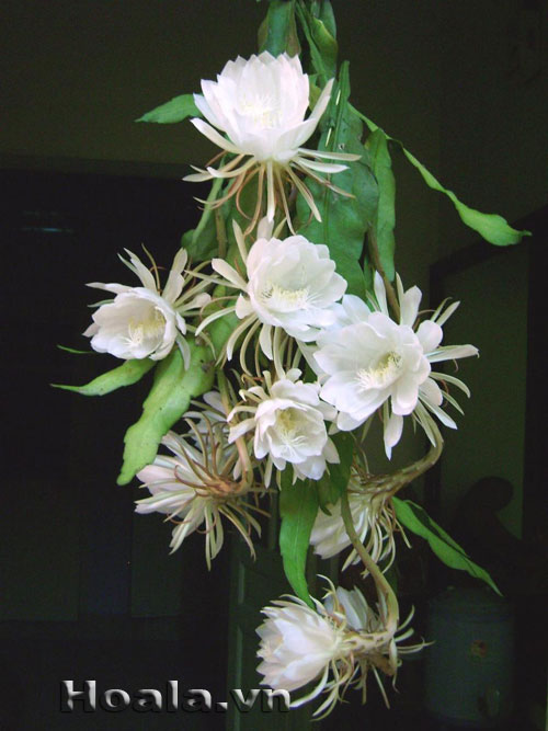 hoa quynh 2