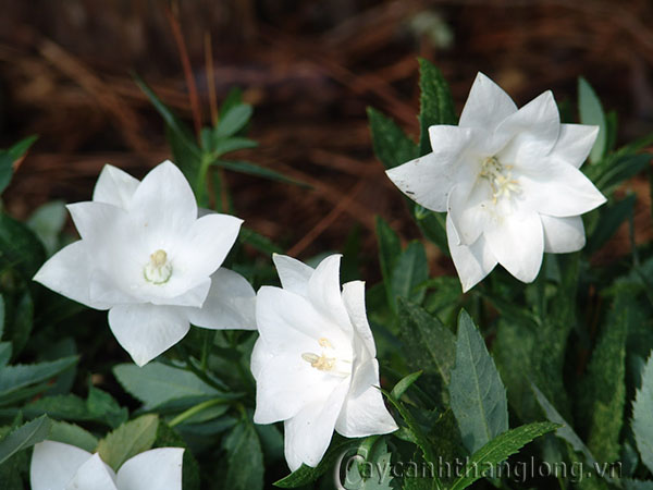 hoa_sao_bang_4 Hoa Sao băng tinh khôi lãng mạn | hoala.vn