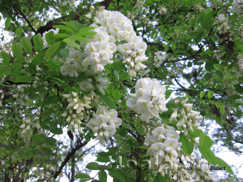 Hoa sưa trắng tinh khôi | hoala.vn