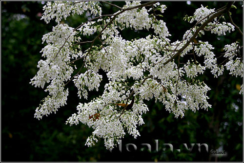 Hoa sưa trắng tinh khôi | hoala.vn