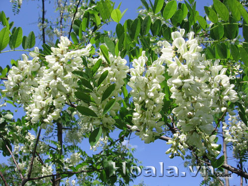 Hoa sưa trắng tinh khôi | hoala.vn