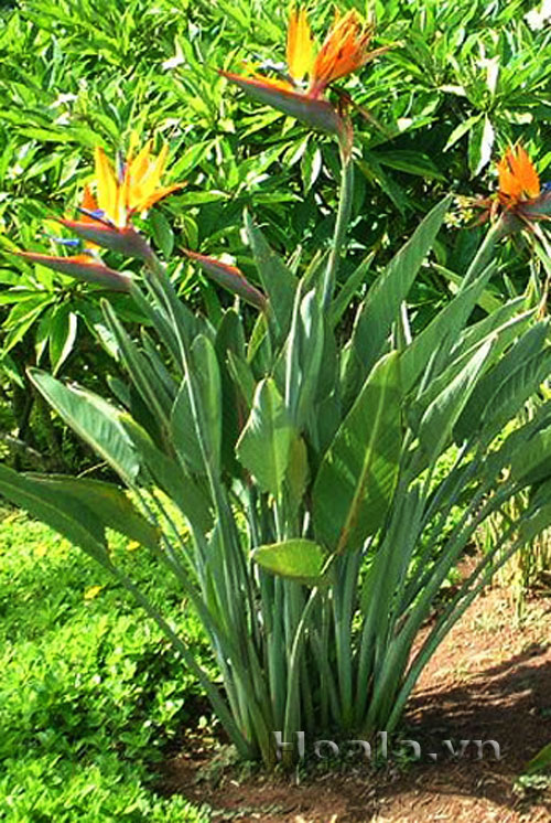 Hoa thiên điểu - tung cánh chim trời | hoala.vn