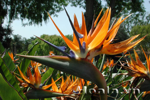 Hoa thiên điểu - tung cánh chim trời | hoala.vn