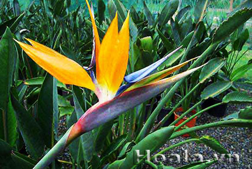 Hoa thiên điểu - tung cánh chim trời | hoala.vn