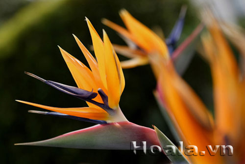 Hoa thiên điểu - tung cánh chim trời | hoala.vn