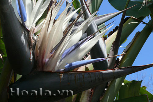 Hoa thiên điểu - tung cánh chim trời | hoala.vn