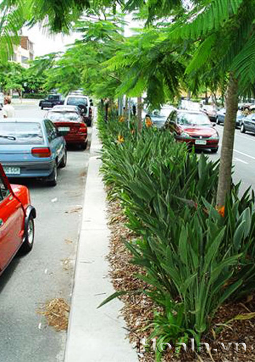 Hoa thiên điểu - tung cánh chim trời | hoala.vn