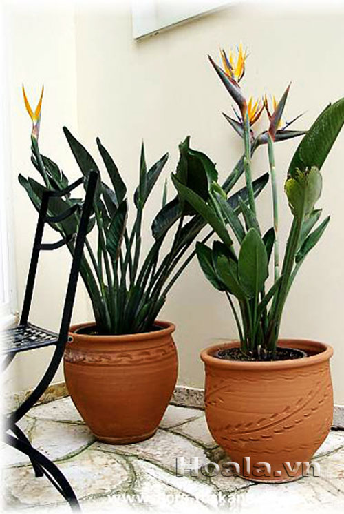 Hoa thiên điểu - tung cánh chim trời | hoala.vn