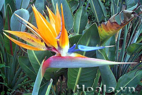 Hoa thiên điểu - tung cánh chim trời | hoala.vn