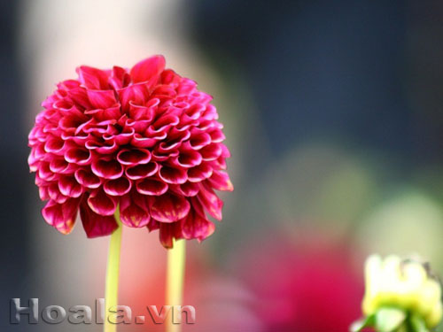 hoa_thuoc_duoc_12 Hoa thược dược Mỹ đầy cuốn hút | hoala.vn