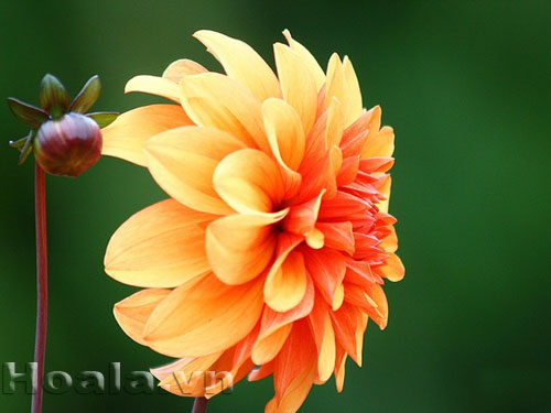 hoa_thuoc_duoc_4 Hoa thược dược Mỹ đầy cuốn hút | hoala.vn