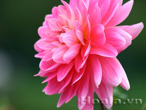 hoa_thuoc_duoc_9 Hoa thược dược Mỹ đầy cuốn hút | hoala.vn