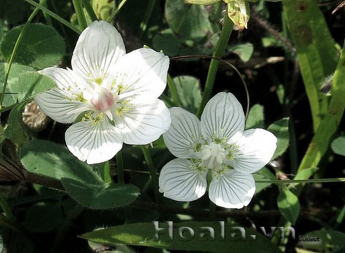 hoa_tinh_khoi_11 | hoala.vn