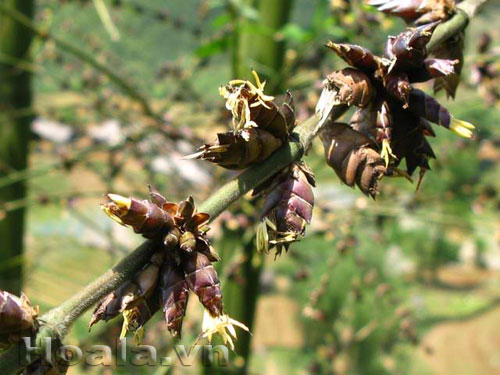 hoa_tre_1 Hoa tre - bi hùng một loài hoa | hoala.vn