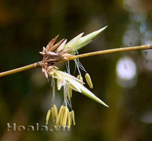 hoa_tre_5 Hoa tre - bi hùng một loài hoa | hoala.vn