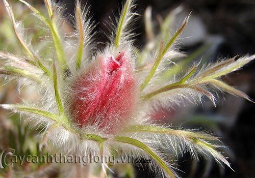 Hoa phục sinh đa sắc | hoala.vn