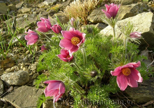 Hoa phục sinh đa sắc | hoala.vn