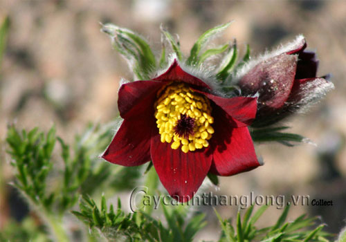 Hoa phục sinh đa sắc | hoala.vn