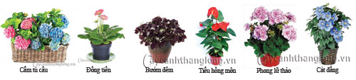 chau hoa su kien