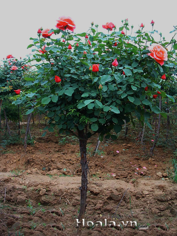 tree-rose-07