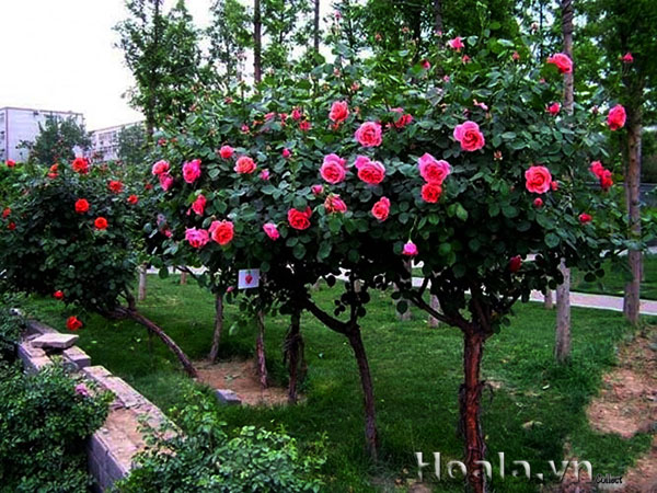 tree rose 05