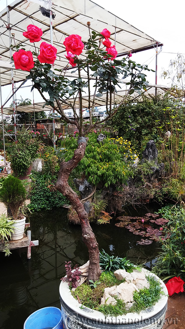 hong-tree-rose-09(2)
