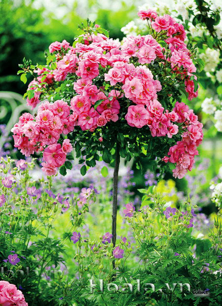 tree rose 04