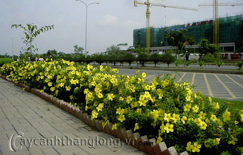 huynh_anh-1 Huỳnh anh hoa vàng, lá mượt | hoala.vn