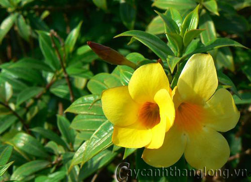 huynh_anh-2 Huỳnh anh hoa vàng, lá mượt | hoala.vn