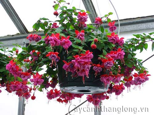 icon21371108928 icon21371108928