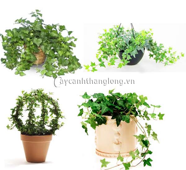 Chậu hoa quà tặng 20/10 và hoa 20/11 | hoala.vn