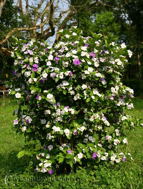 icon21371263837 icon21371263837