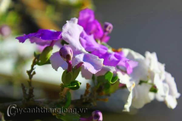 icon21371263839 icon21371263839