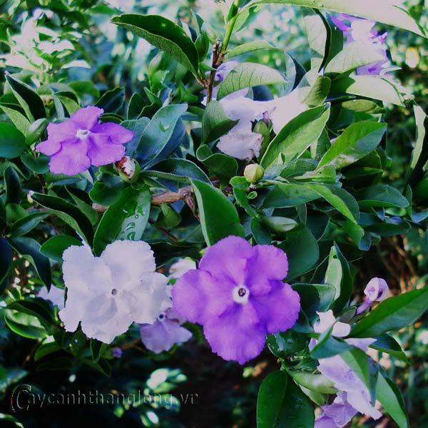 icon21371263848 icon21371263848