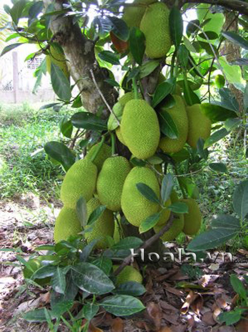 cay mit - cay trong trong chua
