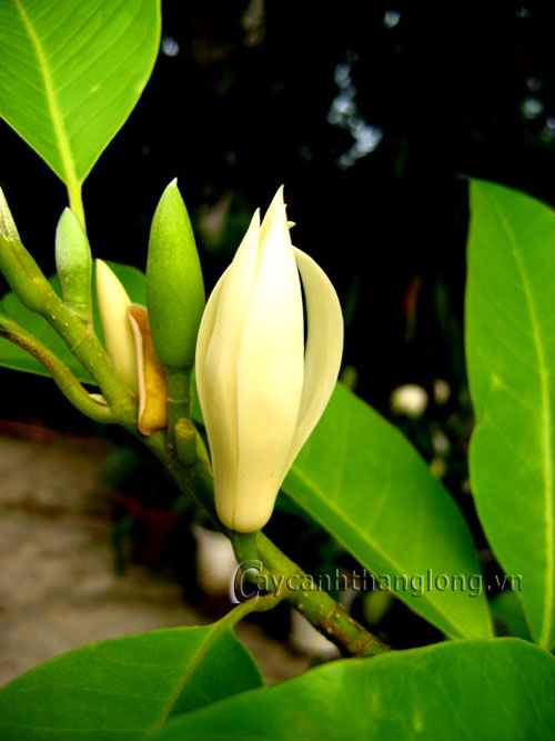 cay hoa ngoc lan - cay hoa trong trong chua